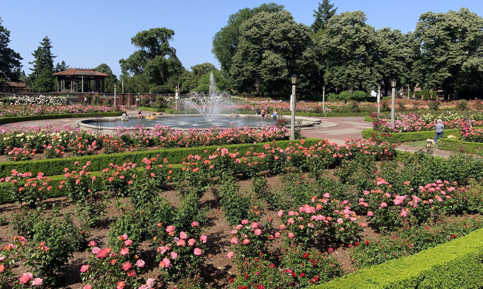 The Peninsula Park Rose Garden in Portland on May 31, 2019.